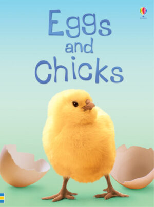 Eggs and chicks